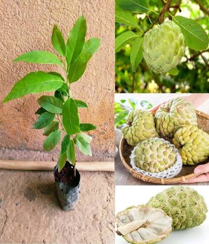 Balanagar Sitaphal Plants — Sitaphal sapling available at Agro Nursery Garden